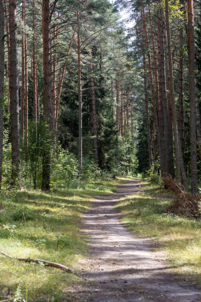 Scenic vertical hiking trail surrounded by trees in summer woods